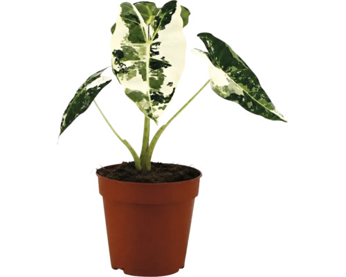 Alocasia macrorrhiza Variegata v hnedom plastovom kvetináči.