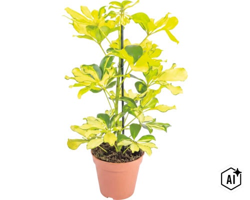 Schefflera arboricola s panašovanými listami v kvetináči s oporou (Image AI modified or generated)