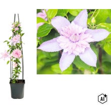 Plamienok Clematis s oporou v plastovom kvetináči (Image AI modified or generated)