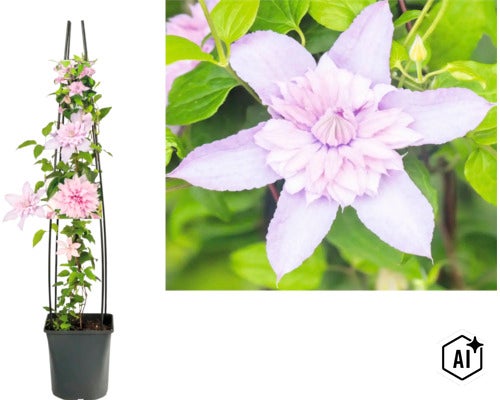 Plamienok Clematis s oporou v plastovom kvetináči (Image AI modified or generated)