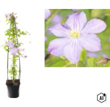 Popínavá rastlina plamienok v čiernom kvetináči s oporou (Image AI modified or generated)