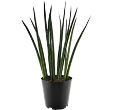 Izbová rastlina Sansevieria cylindrica v plastovom kvetináči