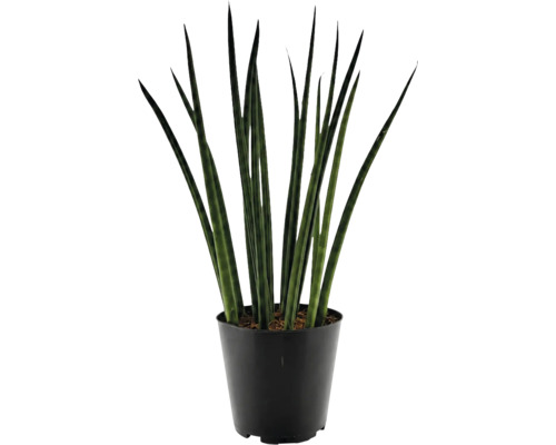 Izbová rastlina Sansevieria cylindrica v plastovom kvetináči