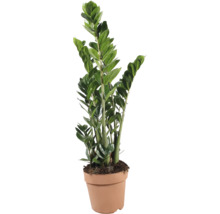 Izbová rastlina Zamioculcas Zamiifolia v plastovom kvetináči