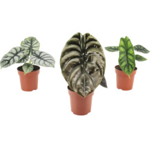 Tri izbové rastliny Alocasia v kvetináčoch so štruktúrovanými listami
