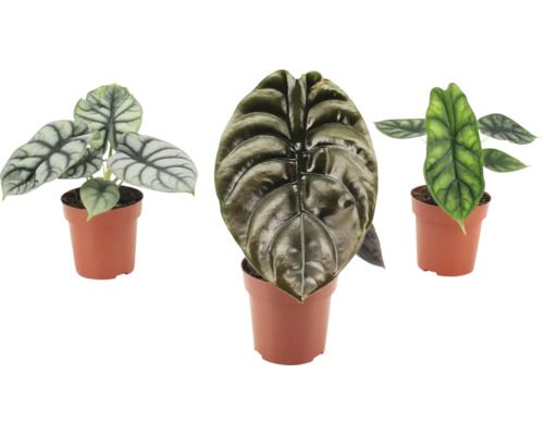 Tri izbové rastliny Alocasia v kvetináčoch so štruktúrovanými listami