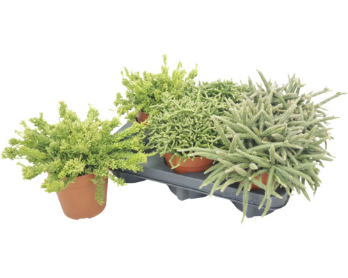 Súprava troch rôznych sukulentov alebo rastlín Sedum v črepníkoch na plastovom podnose Súprava troch rôznych sukulentov alebo rastlín Sedum v črepníkoch na plastovom podnose