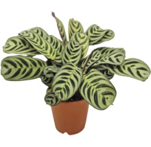 Izbová rastlina Calathea makoyana so vzorovanými listami v kvetináči