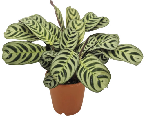Izbová rastlina Calathea makoyana so vzorovanými listami v kvetináči
