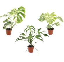 Tri rastliny Monstera v plastových kvetináčoch, dve s panašovanými listami a jedna zelená Monstera Tetrasperma.