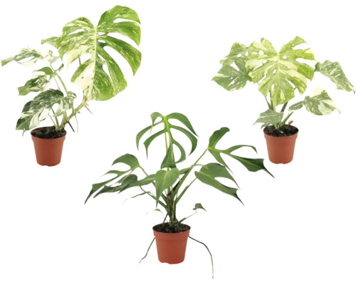 Tri rastliny Monstera v plastových kvetináčoch, dve s panašovanými listami a jedna zelená Monstera Tetrasperma.