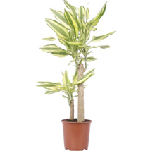 Izbová rastlina Dracaena Fragans v hnedom plastovom kvetináči