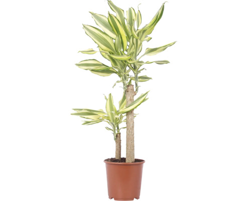 Izbová rastlina Dracaena Fragans v hnedom plastovom kvetináči