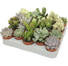 Podnos s rôznymi sukulentmi v malých kvetináčoch, rôzne druhy ako Echeveria a Crassula v prepravnom podnose.