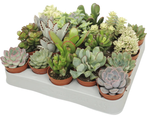 Podnos s rôznymi sukulentmi v malých kvetináčoch, rôzne druhy ako Echeveria a Crassula v prepravnom podnose.