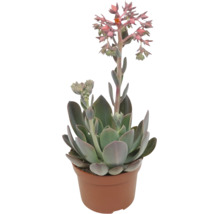 Sukulent Echeveria v kvetináči s kvetenstvom
