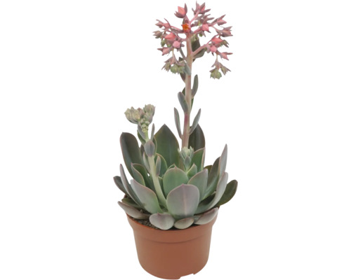Sukulent Echeveria v kvetináči s kvetenstvom