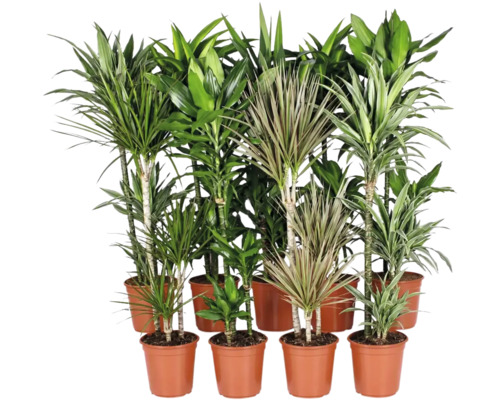 Kolekcia roznych izbovych rastlin Dracaena v plastovych kvetinacoch na dekoraciu