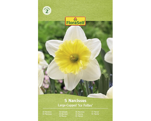 Kvitnúci narcis odrody Ice Follies od FloraSelf s piatimi cibuľkami v balení
