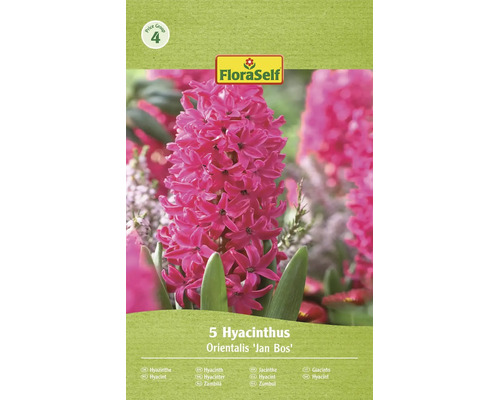 FloraSelf balenie s 5 cibuľkami hyacintu Hyacinthus orientalis Jan Bos s hroznovitými kvetenstvami.