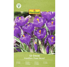 Kvetinové cibuľoviny krokus Grandiflora Flower Record od FloraSelf, 12 kusov do záhrady.
