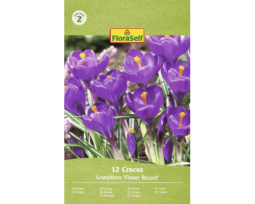 Kvetinové cibuľoviny krokus Grandiflora Flower Record od FloraSelf, 12 kusov do záhrady.