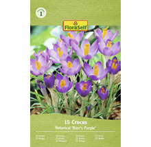 FloraSelf Krokus Barrs Purple cibuľoviny 15 kusov