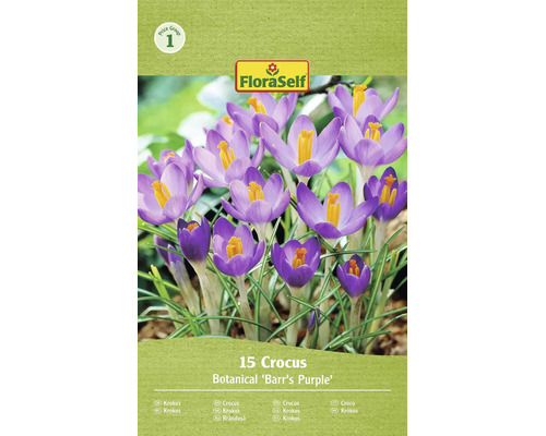 FloraSelf Krokus Barrs Purple cibuľoviny 15 kusov
