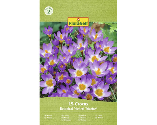 Kvetinové cibuloviny FloraSelf 15 kusov krokus sieberi Tricolor s fialovými kvetmi a žltým stredom v balení