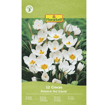 Kvetinove cibule krokus botanicky Ard Schenk dvanast kusov logo FloraSelf cenova skupina tri