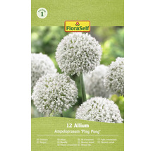 Kvetinové cibuloviny Allium Ampeloprasum Ping Pong od FloraSelf v balení po 12 kusoch pre guľovité biele kvetenstvo v záhrade