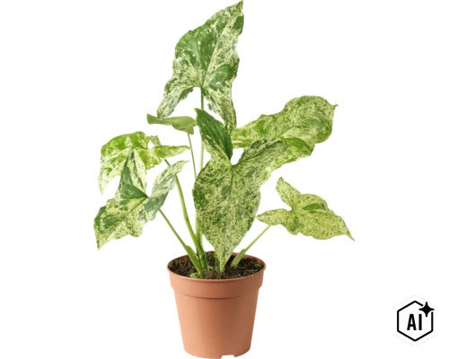 Izbová rastlina Syngonium s panašovanými listami v tvare šípu v plastovom kvetináči (Image AI modified or generated)