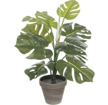 Monstera izbová rastlina v kvetináči