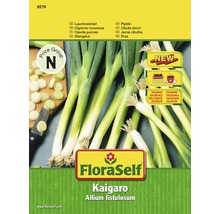 Balenie semien FloraSelf Kaigaro cibuľa zimná