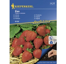 Balenie semien jahôd Kiepenkerl Elan