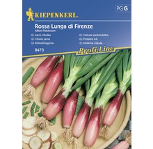 Sadzacia cibuľa Rossa Lunga di Firenze