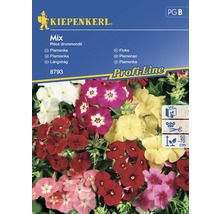 Logo Kiepenkerl, balíček semien Mix Phlox drummondii