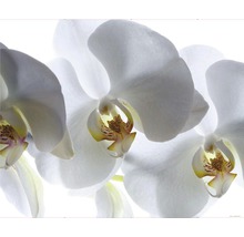 Detail bielych kvetov orchideí