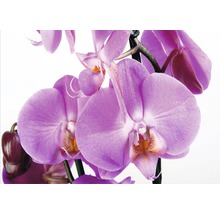 Detail fialovej kvitnúcej orchidey
