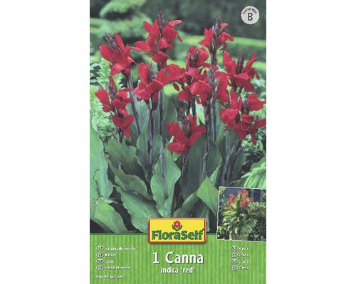 Kana indická FloraSelf Canna indica red 1 ks