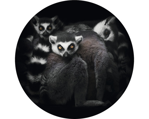 Fototapeta vliesová Lemur 95 cm
