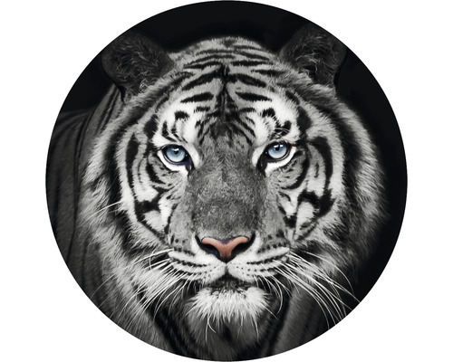 Fototapeta vliesová Tiger čb 95 cm