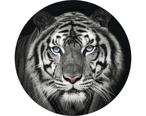 Fototapeta vliesová Tiger čb 142,5 cm