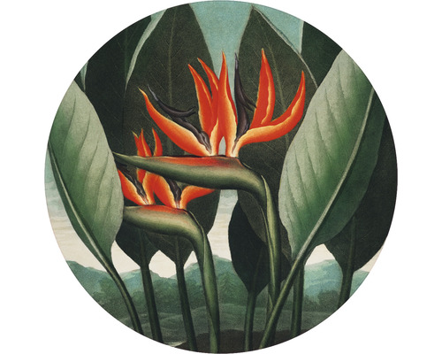 Fototapeta vliesová Strelitzia 142,5 cm