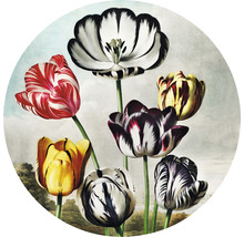 Dekoratívne zátišie s kvetmi tulipánov
