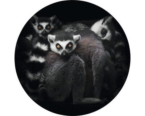 Fototapeta vliesová Lemur 190 cm