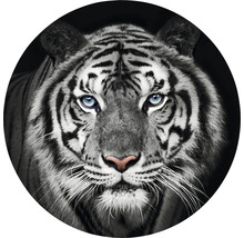 Fototapeta vliesová Tiger čb 190 cm