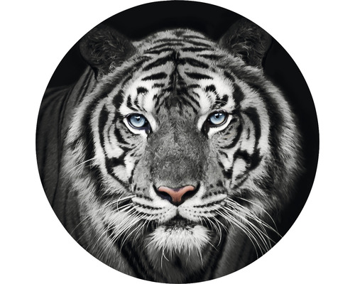 Fototapeta vliesová Tiger čb 190 cm