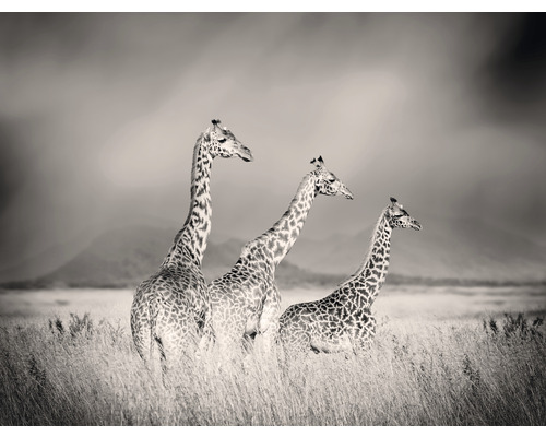 Fototapeta vliesová Žirafy 243x184 cm