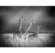 Čiernobiela fotografia troch žiráf v savane